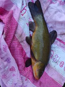 Tench