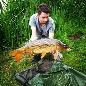 Common Carp