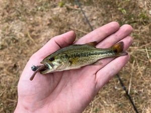 Smallmouth Bass