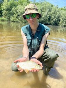 Common Bream