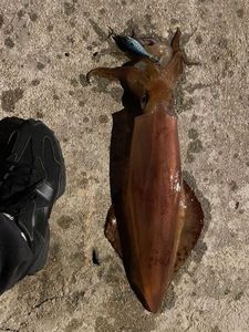 European Squid