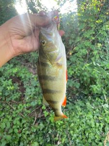European Perch