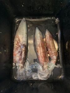 European Squid