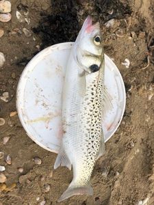 Spotted Seabass