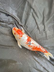 Koï Fish