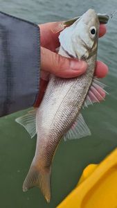European Bass (Seabass)