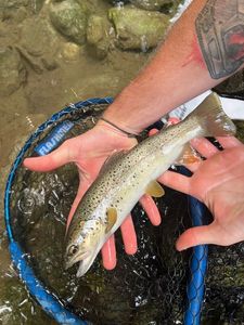 Brown Trout