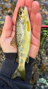 Brown Trout