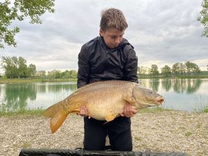 Mirror Carp
