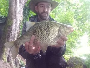 Prussian Carp