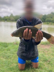 Tench