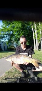 Mirror Carp