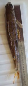 Mediterranean Flagfin