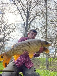 Common Carp