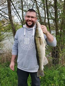 Zander