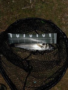 European Bass (Seabass)