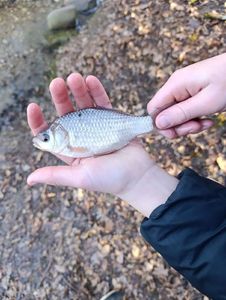 Crucian Carp