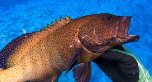 Peacock Grouper