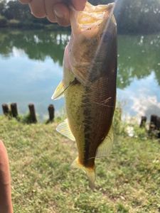Largemouth Bass