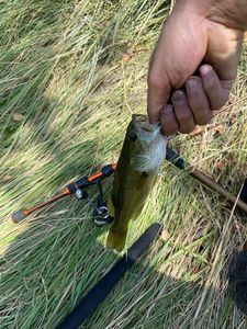 Largemouth Bass