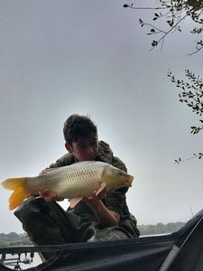Common Carp