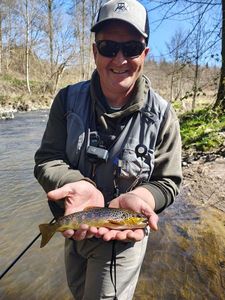 Brown Trout
