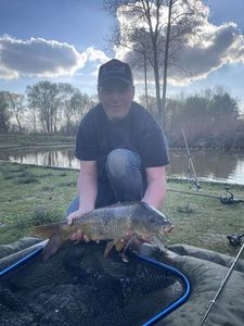 Common Carp