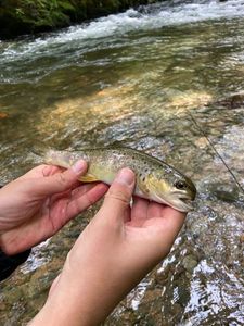 Brown Trout