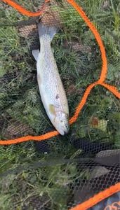 Rainbow Trout