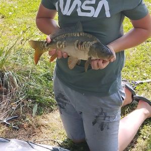 Mirror Carp