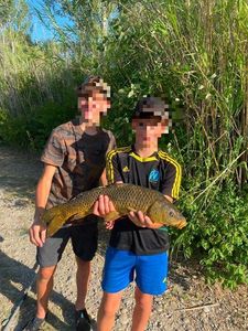 Common Carp