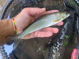 Grayling