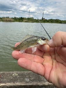 Ruffe
