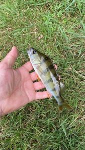 European Perch