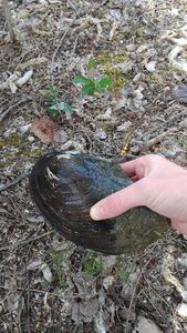 Blue Mussel