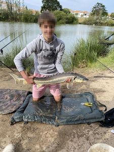 Sturgeon