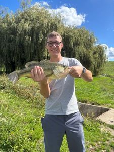 Largemouth Bass