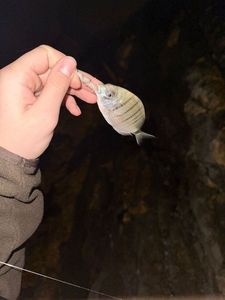 White Seabream