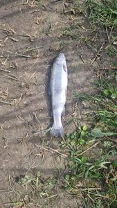 Rainbow Trout