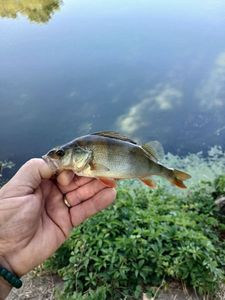 European Perch
