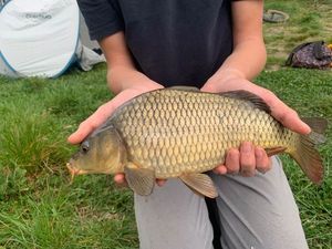 Common Carp
