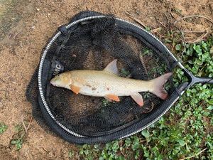 Barbel
