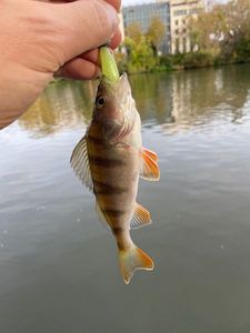 European Perch