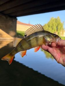 European Perch