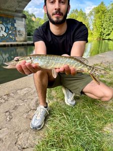 Northern Pike