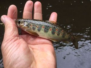 Atlantic Salmon (Juvenile)