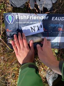 Arctic Char