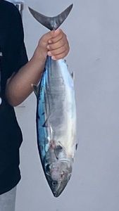 Atlantic Bonito