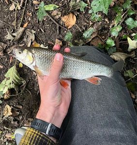 Chub