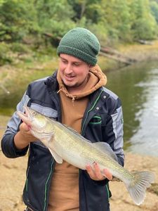 Zander